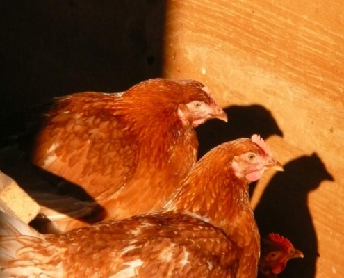 Poules rousses en intérieur à la ferme du Geissberg à Biederthal, élevées en agriculture biodynamique dans le respect du bien-être animal et de la nature.