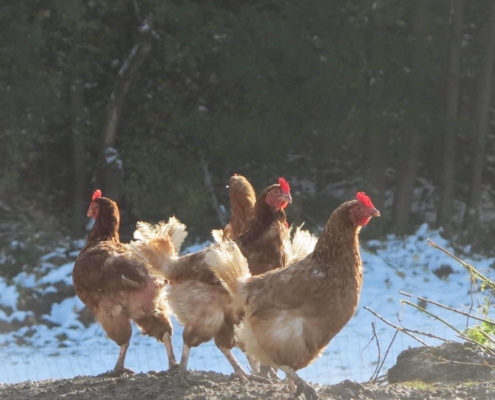 Quatre poules rousses en plein air devant une forêt enneigée, élevées en pleine nature à la ferme biodynamique du Geissberg à Biederthal.