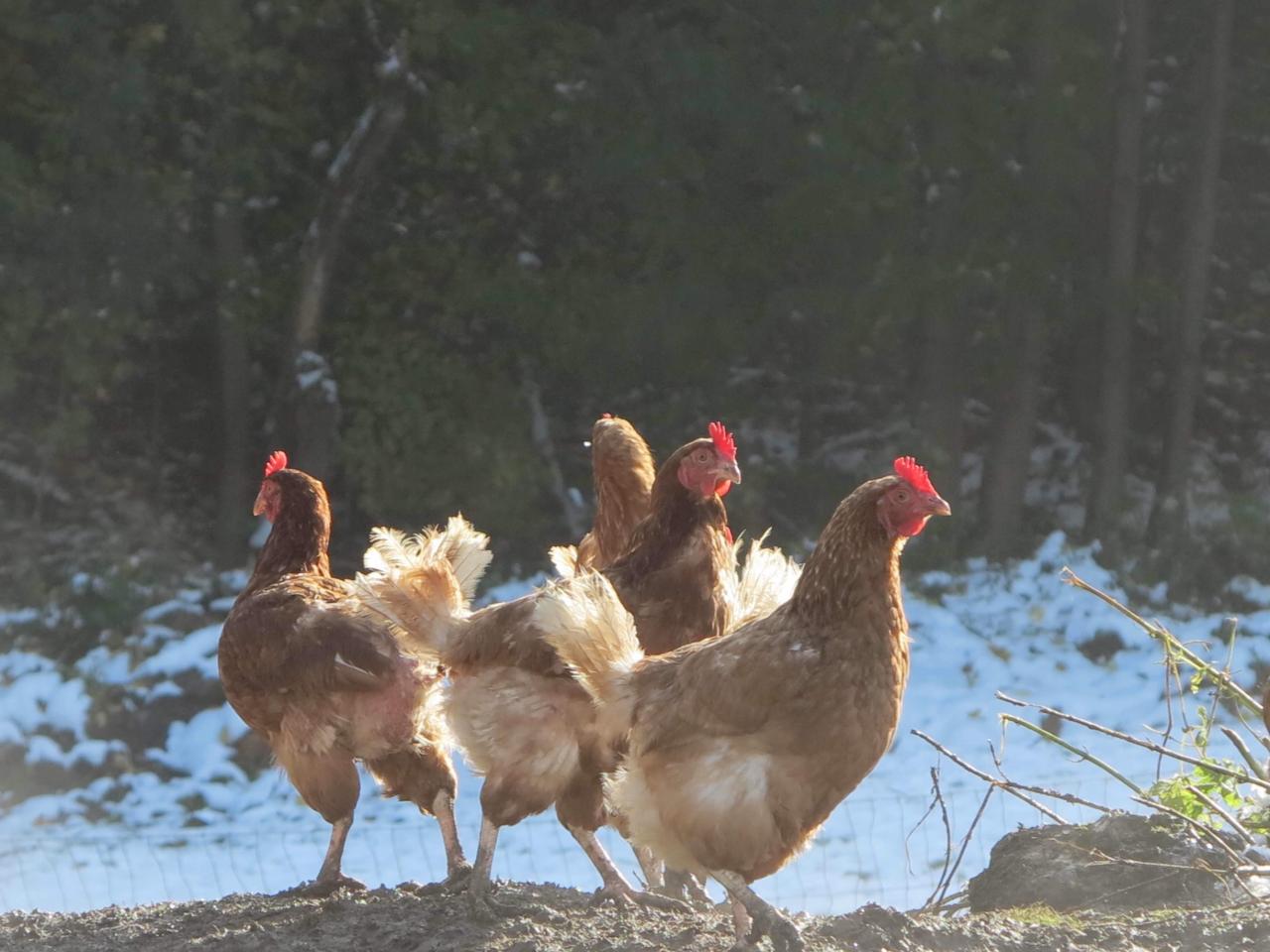 Quatre poules rousses en plein air devant une forêt enneigée, élevées en pleine nature à la ferme biodynamique du Geissberg à Biederthal.