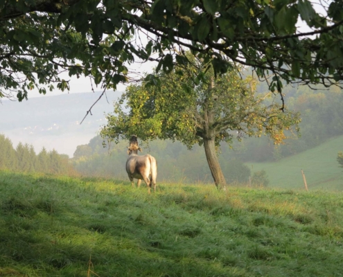 Cheval au repos dans un pré verdoyant et brumeux sous un arbre fruitier, avec des collines en arrière-plan — Ferme du Geissberg à Biederthal, élevage en biodynamie et respect de la nature.