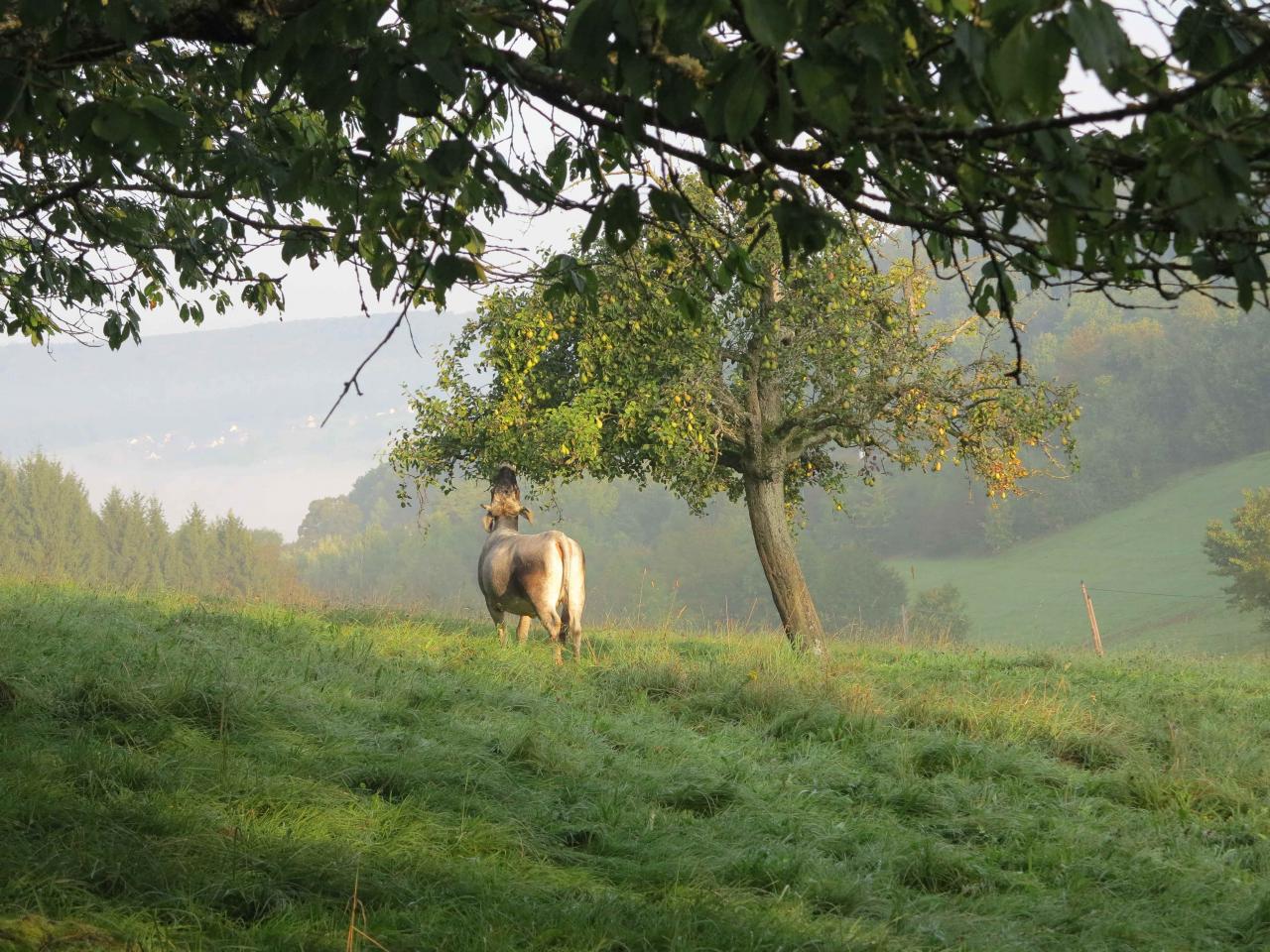 Cheval dans la prairie brumeuse