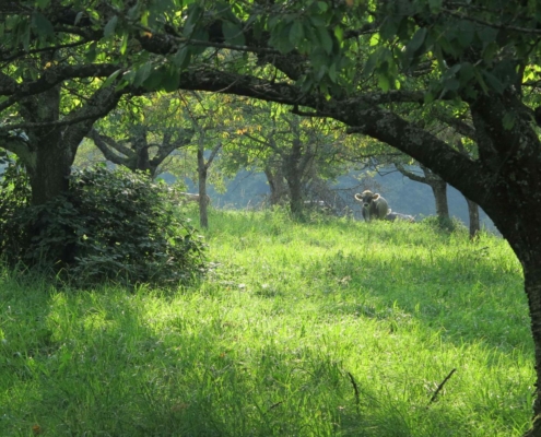 Verger ensoleillé de la ferme du Geissberg à Biederthal, avec une prairie verdoyante encadrée de troncs d'arbres et un mouton au repos en arrière-plan, élevé en agriculture biodynamique dans le respect de la nature.
