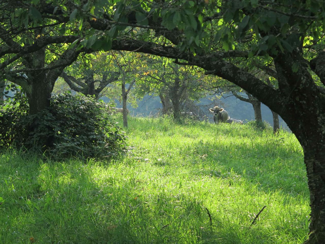 Verger ensoleillé de la ferme du Geissberg à Biederthal, avec une prairie verdoyante encadrée de troncs d'arbres et un mouton au repos en arrière-plan, élevé en agriculture biodynamique dans le respect de la nature.
