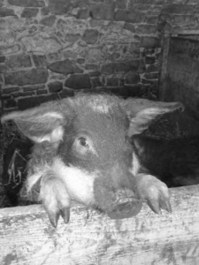 Panier oeufs ferme